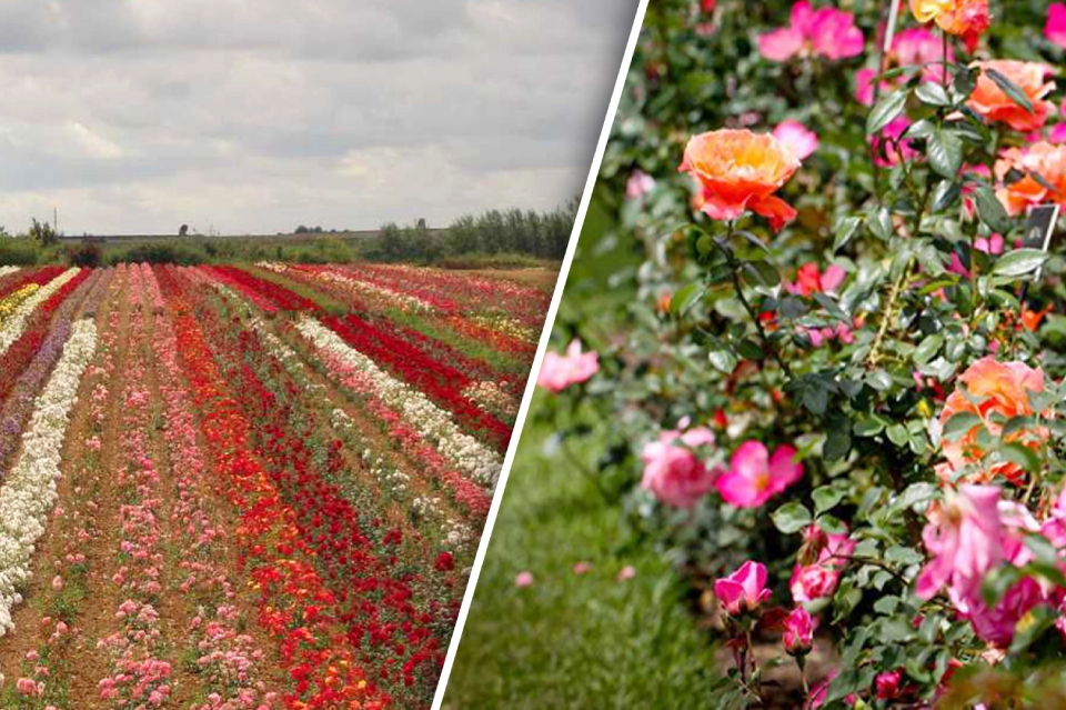 Jaisalmer - Golden City